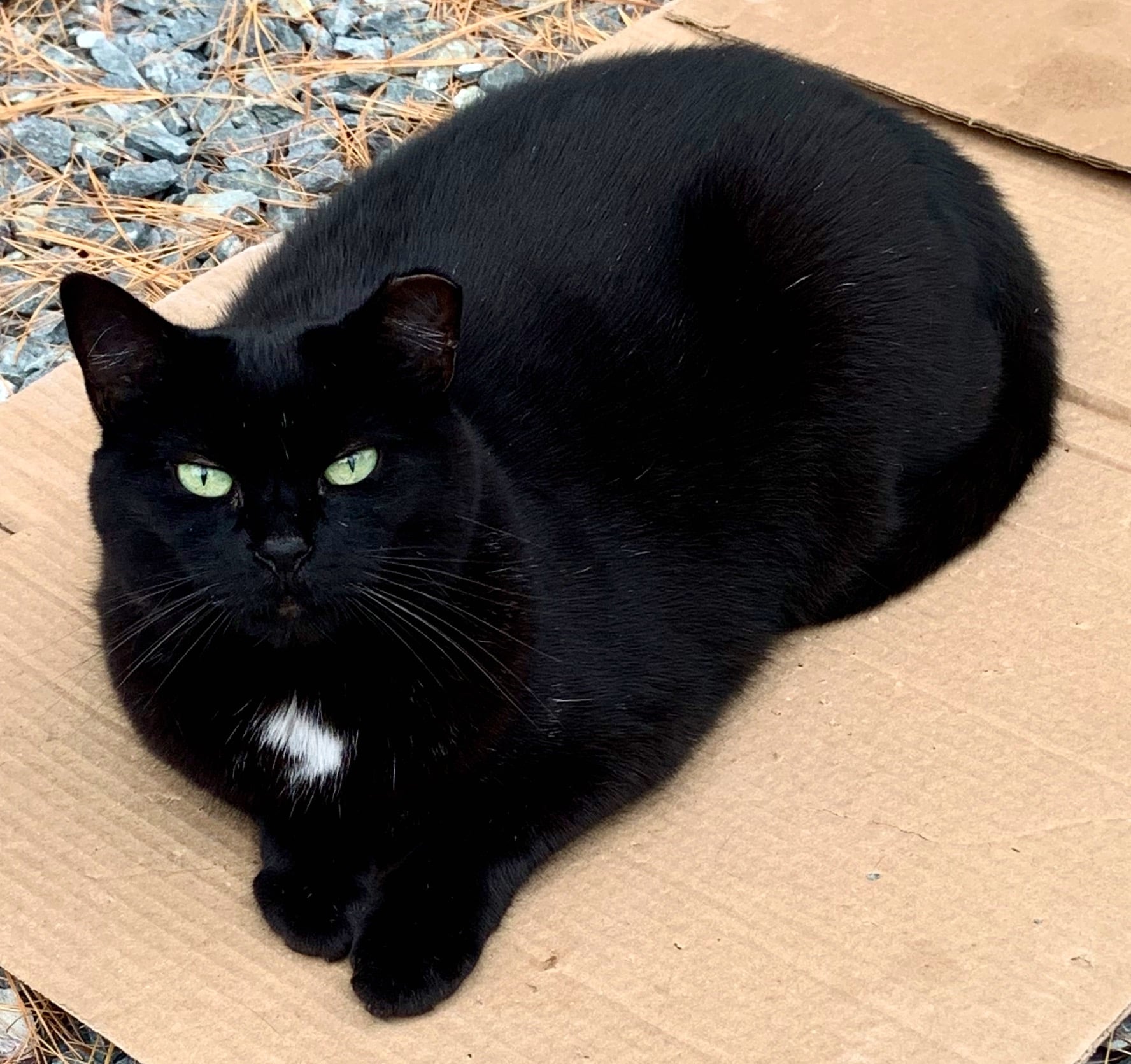 Raven lounging on a piece of cardboard